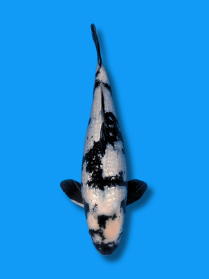 Ginrin Shiro Utsuri | Koi&Co.